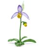 Florere Frauenschuh-Orchidee Florere Frauenschuh-Orchidee