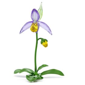 Florere Frauenschuh-Orchidee
