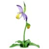 Florere Frauenschuh-Orchidee Florere Frauenschuh-Orchidee
