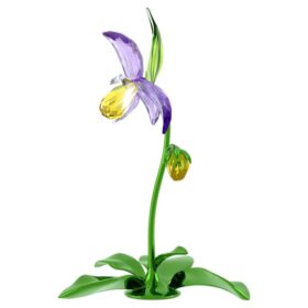 Florere Frauenschuh-Orchidee