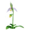 Florere Frauenschuh-Orchidee Florere Frauenschuh-Orchidee