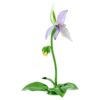 Florere Frauenschuh-Orchidee Florere Frauenschuh-Orchidee