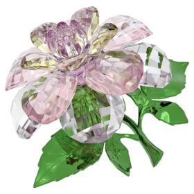 Florere Kamelie