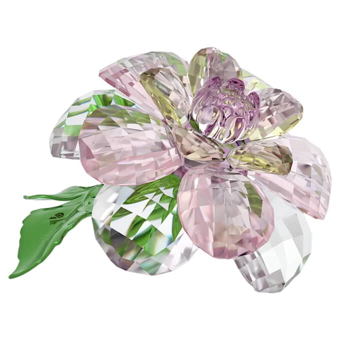 Florere Kamelie Florere Kamelie