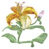 Florere Lily Gross Florere Lily Gross